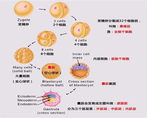 非整倍体胚胎是什么意思？非整倍体胚胎能移植吗？
