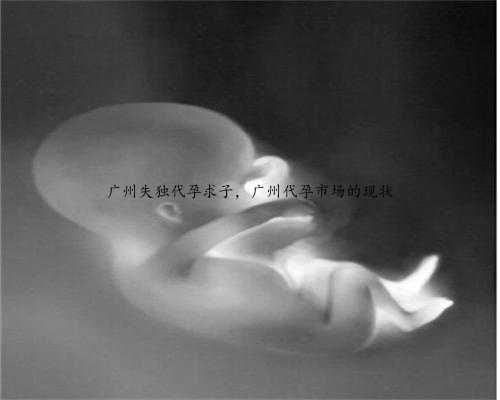 广州失独代孕求子，广州代孕市场的现状